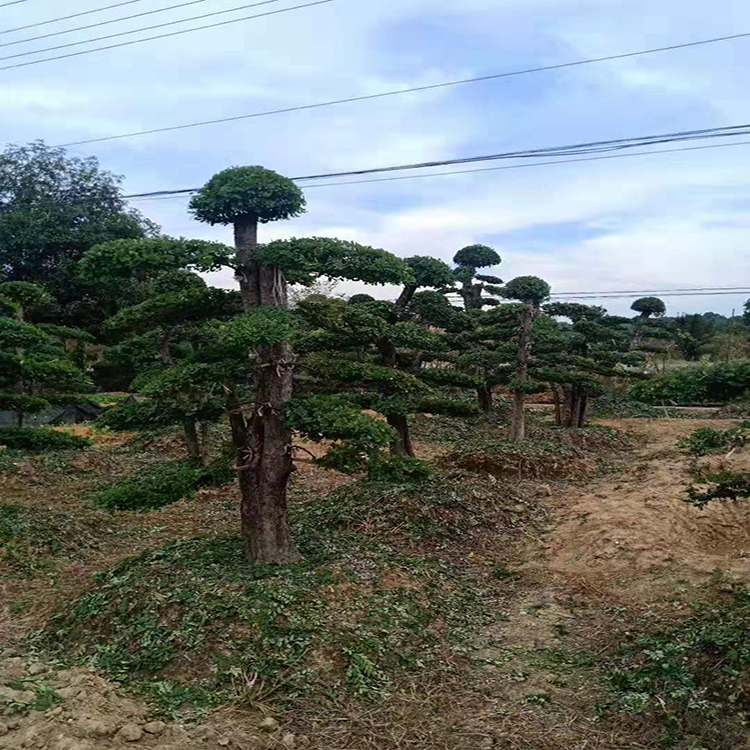 小叶女贞造型盆景 造型小叶女贞 小叶女贞  湖南造型小叶女贞 红成苗木