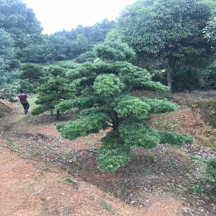 精品造型罗汉松  热销造型罗汉松基地  湖南造型罗汉松 红成苗木