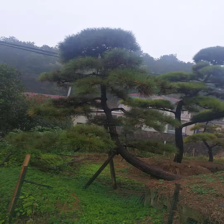 造型黑松基地 黑松树苗  基地出售 景观松树  红成苗木