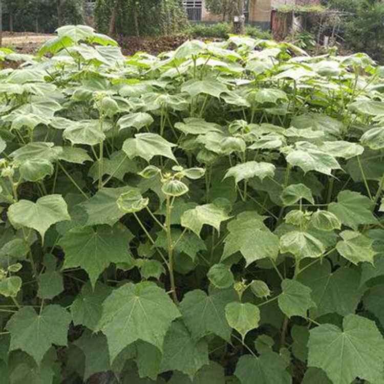 芙蓉花树苗  绿植盆栽 芙蓉花树苗绿化工程花苗 红成苗木