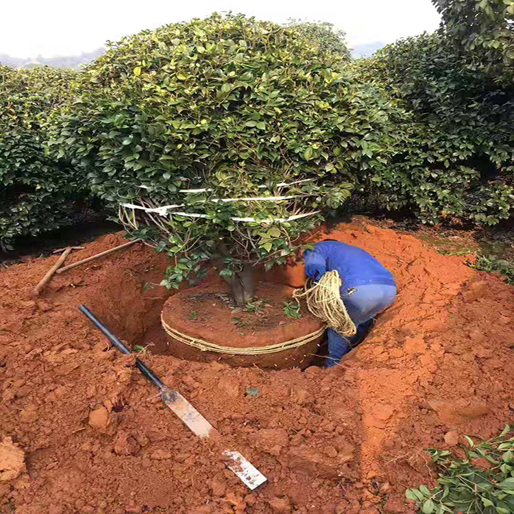 茶花  山茶基地 茶花苗 精品  红成苗木