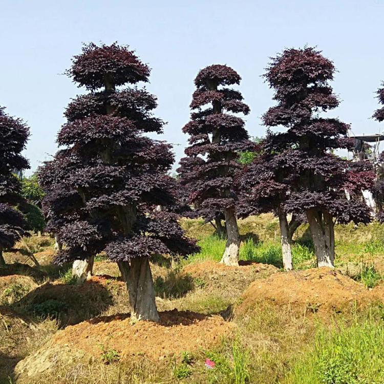 基地直销精品造型红花继木桩 红继木小苗价格 苗圃供应 造型红花继木景观树  红成苗木