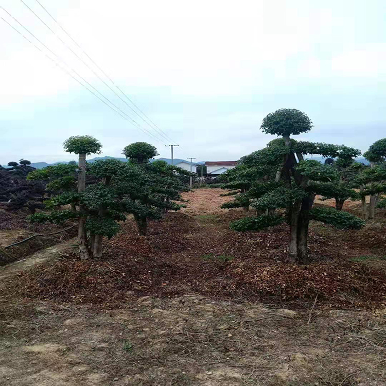 造型小叶女贞  常绿灌木小叶女贞树苗 小叶女贞盆景 红成苗木