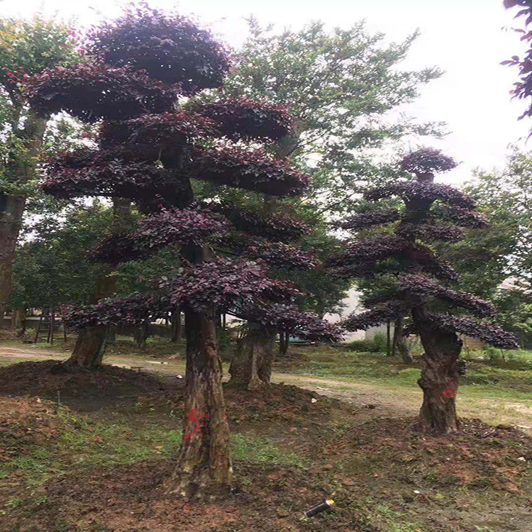 红花继木桩景 苗木产地批发造型红花继木桩  苗圃供应 造型红花继木景观树  红成苗木