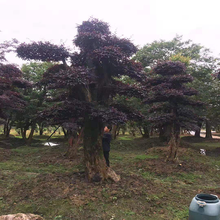 红花继木桩景 10公分造型红花继木桩 18公分造型红花继木桩 红成苗木