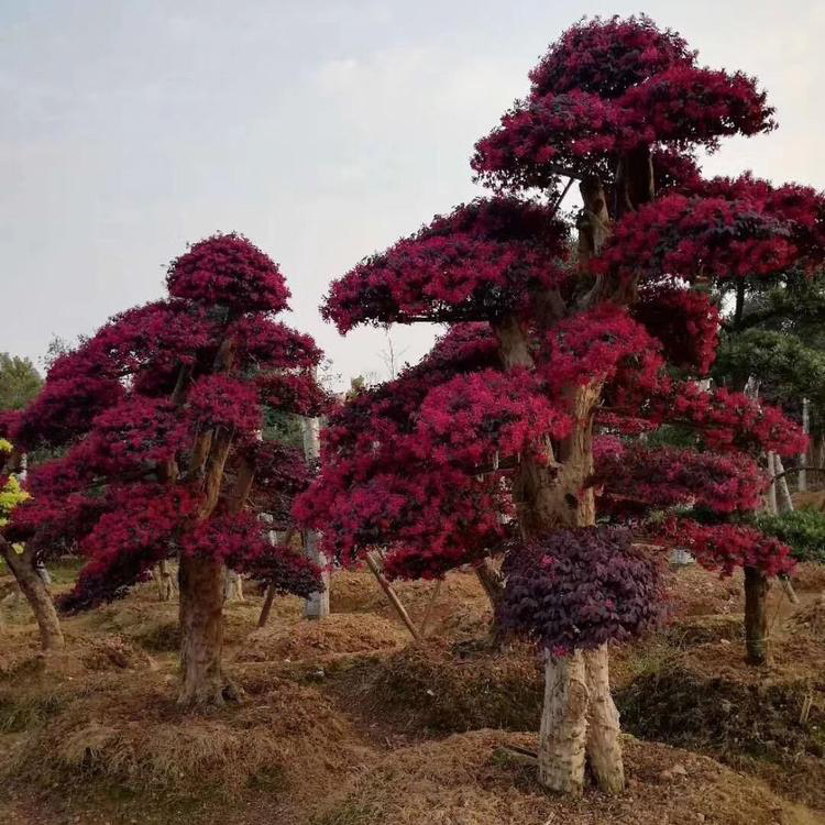 红花继木球 基地直销红花继木球  乔木造型红花继木 量大从优 红成苗木