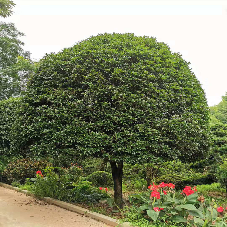 3公分桂花苗木  批发桂花月月桂树苗  工程绿化桂花苗 红成苗木