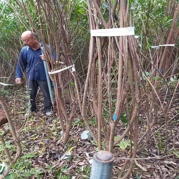 湖南 夹竹桃小苗 大量批发 夹竹桃 园林绿化行道树 基地直销 量大优惠 行道绿化 红成苗木