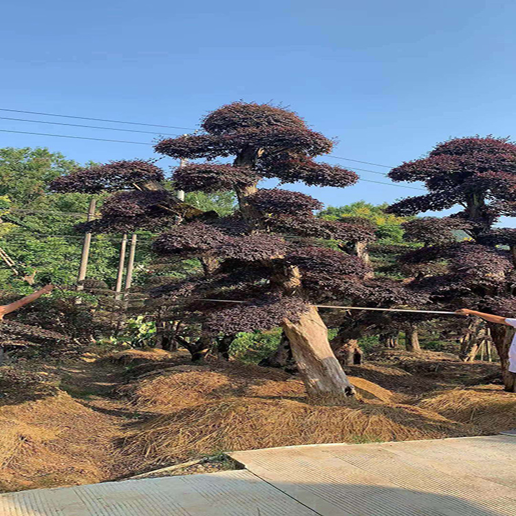 红花继木桩景 苗木产地批发造型红花继木桩  苗圃供应 造型红花继木景观树  红成苗木