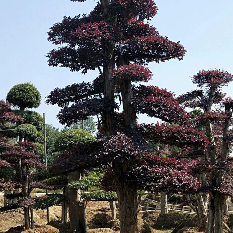 红花继木桩景 苗木产地批发造型红花继木桩  苗圃供应 造型红花继木景观树  红成苗木