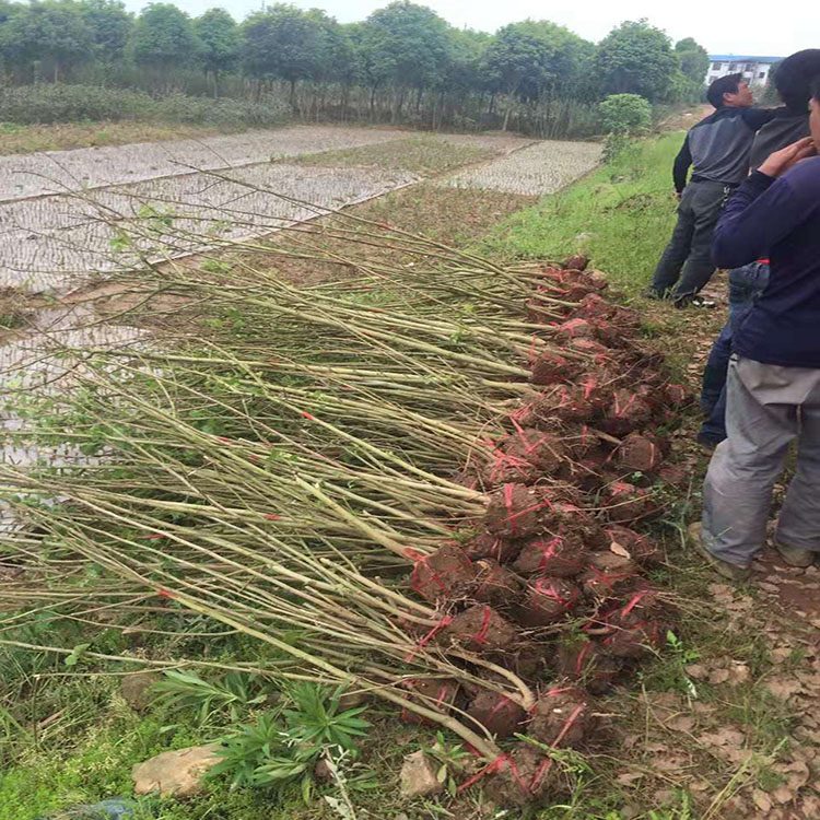 工程园林绿化种植 丛生木芙蓉树苗  芙蓉花3年大苗 红成苗木