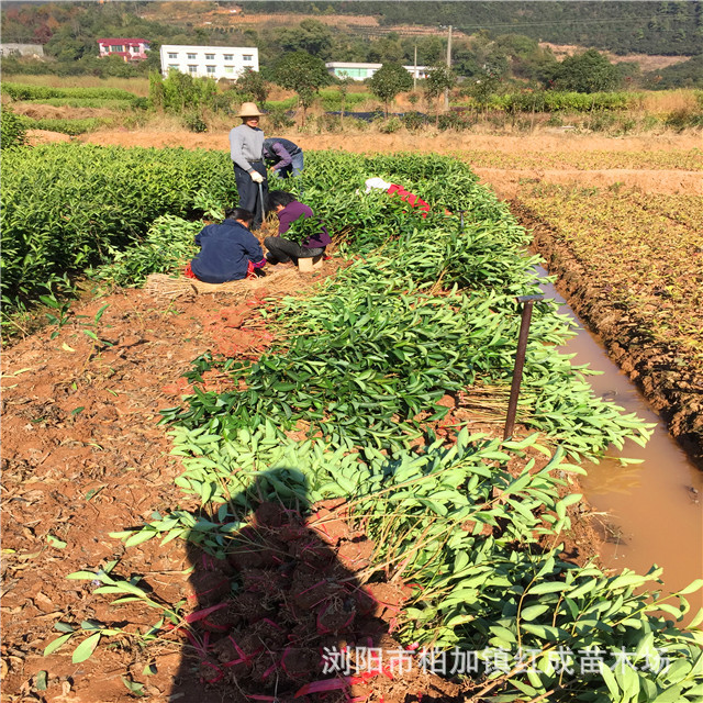 冬青培育基地大量供应冬青小苗 冬青柱 60-160公分高 规格齐全示例图23