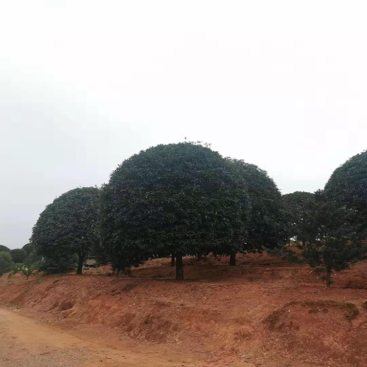 3公分桂花苗木  批发桂花月月桂树苗  工程绿化桂花苗 红成苗木