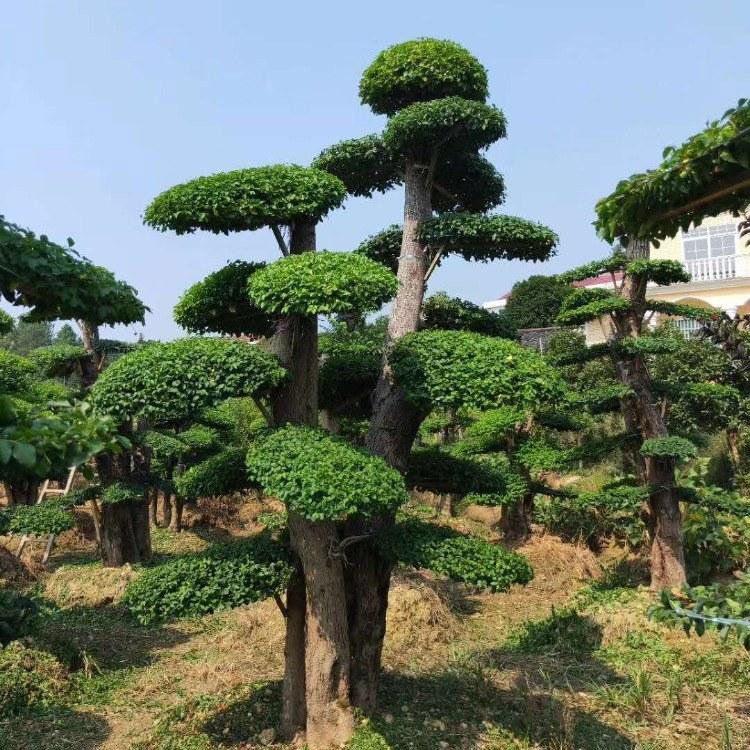 小叶女贞造型盆景 专业种植景观造型小叶女贞 小叶女贞造型  红成苗木