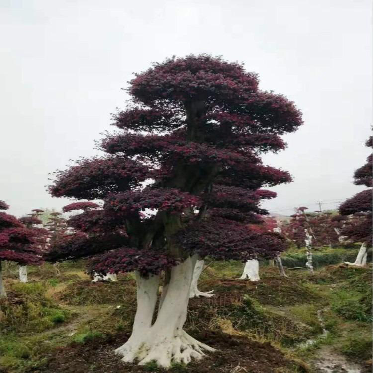 红花继木桩景 苗木产地批发造型红花继木桩  苗圃供应 造型红花继木景观树  红成苗木