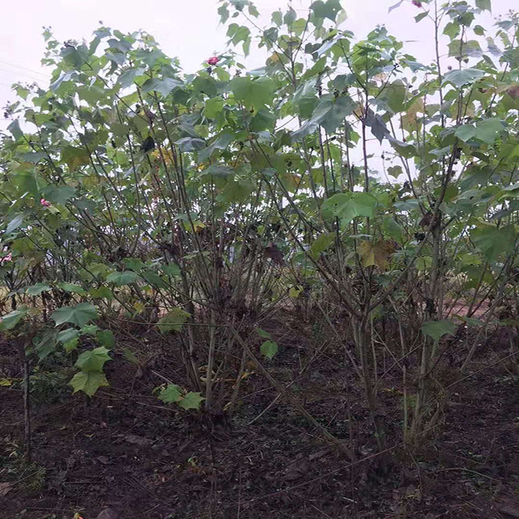 工程园林绿化种植 丛生木芙蓉树苗  芙蓉花3年大苗 红成苗木