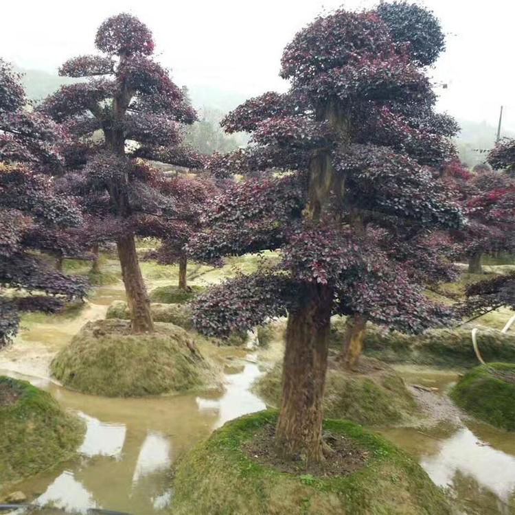 红花继木球 基地直销红花继木球  乔木造型红花继木 量大从优 红成苗木