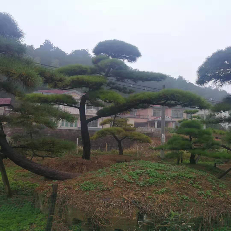 造型黑松基地 黑松树苗  基地出售 景观松树  红成苗木