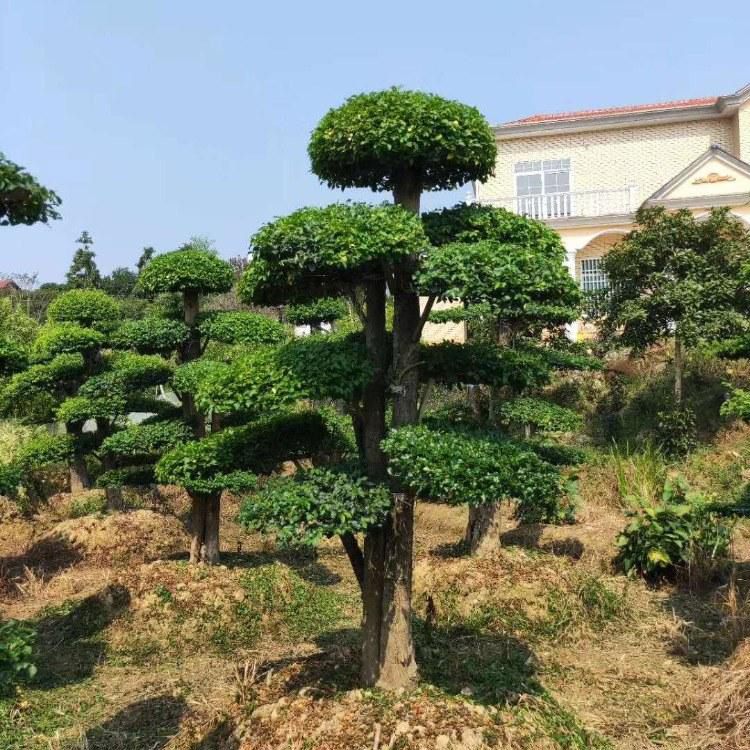 小叶女贞造型盆景 造型小叶女贞 小叶女贞  湖南造型小叶女贞 红成苗木