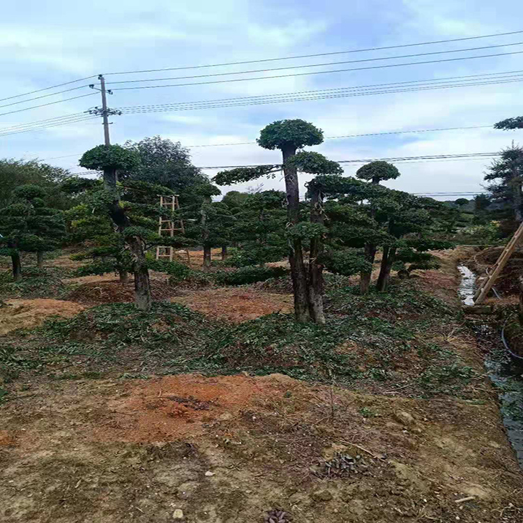 苗圃供应小叶女贞树苗  绿化工程金叶女贞  批发小叶女贞 红成苗木