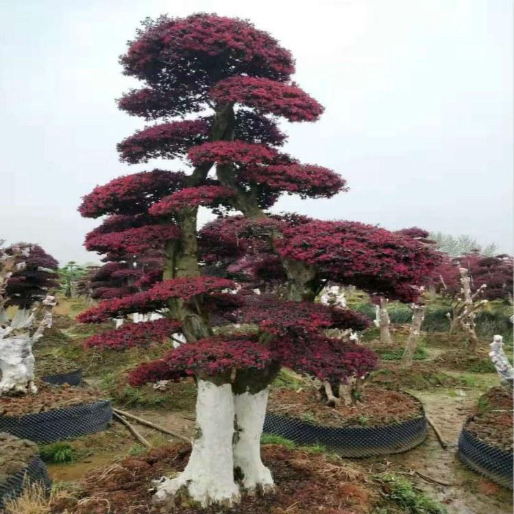 红花继木桩景 苗木产地批发造型红花继木桩  苗圃供应 造型红花继木景观树  红成苗木