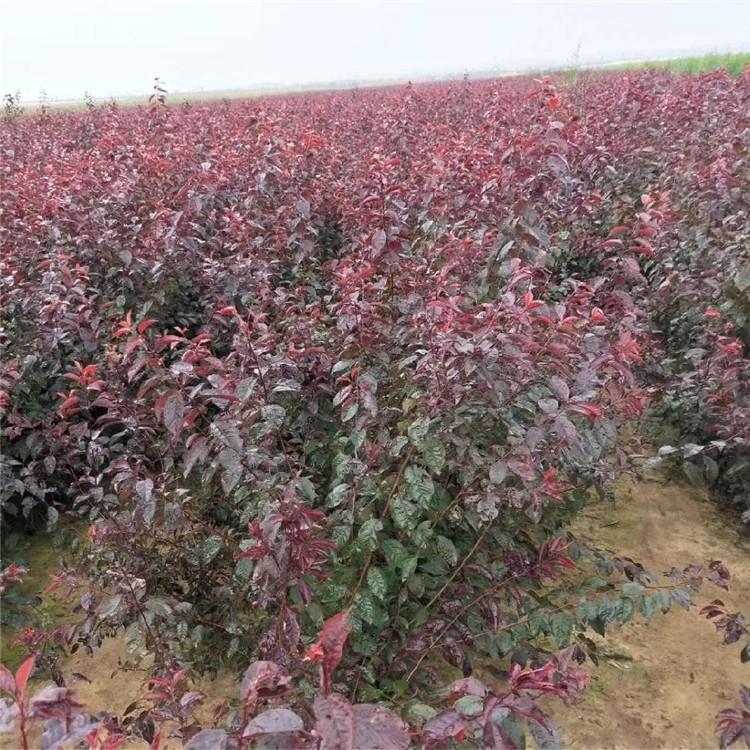 低分枝红叶李 彦涛苗圃 基地丛生红叶李 源头工厂