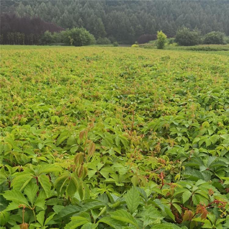 五叶爬山虎 彦涛苗圃 种植爬山虎 长期出售