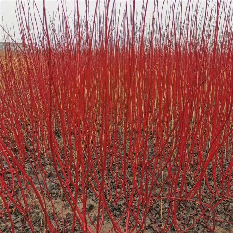 红瑞木基地 彦涛苗圃 红瑞木产地 常年供应