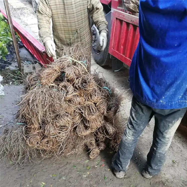 虎垂直绿化植物 彦涛苗圃 爬山虎种植 长期出售