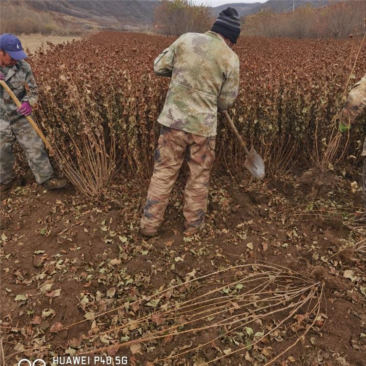 红王子锦带 彦涛苗圃 红王子锦带小苗 源头工厂