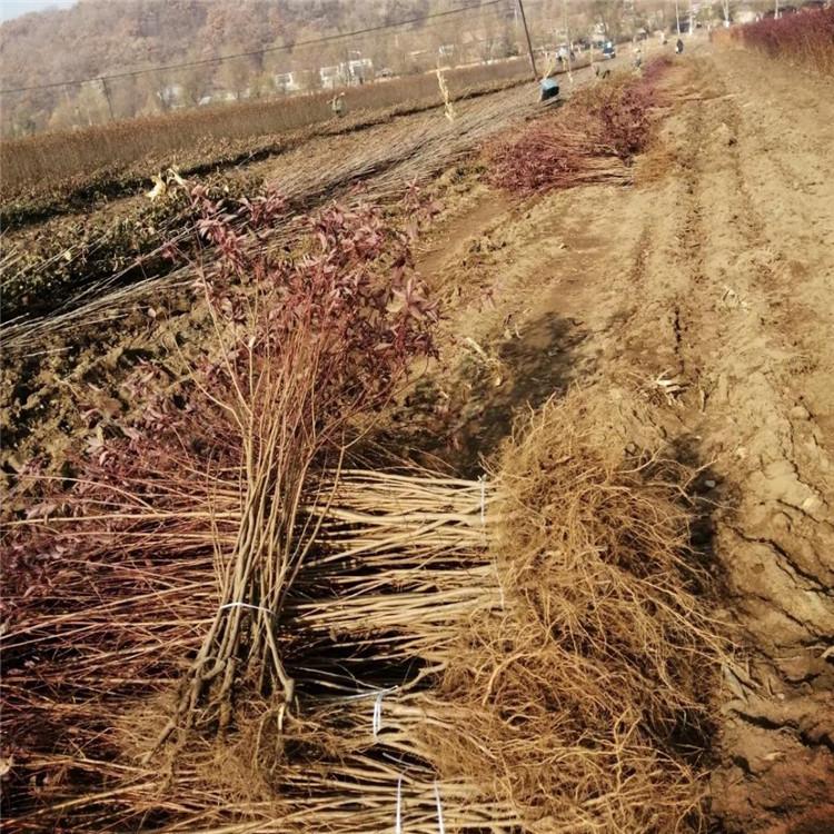 红叶李价格 彦涛苗圃 基地丛生红叶李 基地直供