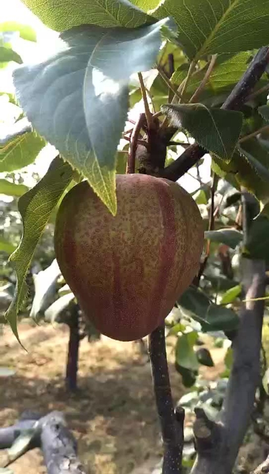 山东香椿树苗种植