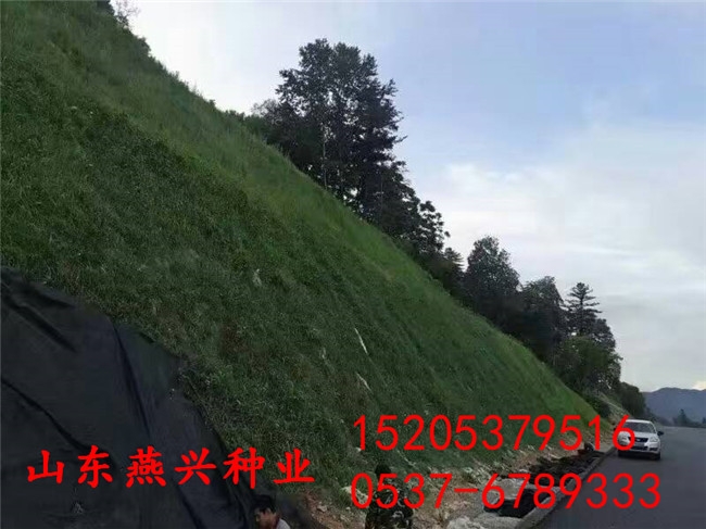 重庆石柱县高速公路护坡上种什么草籽