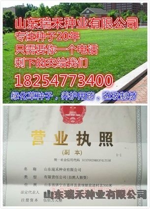 绿化护坡草种子价格早熟禾