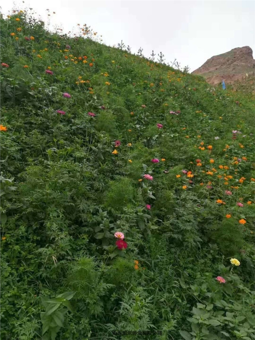 践踏绿化护坡草种子高羊茅